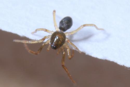 Scotina sp.